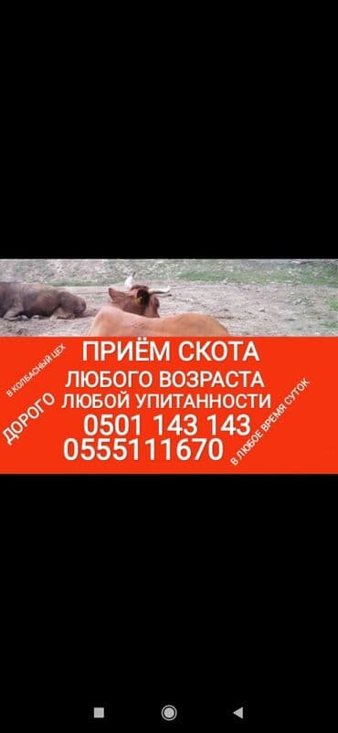 продаю животных: Куплю | Лошади, кони, Другие с/х животные, Коровы, быки | На забой, на мясо, Круглосуточно, Любое состояние — 1
