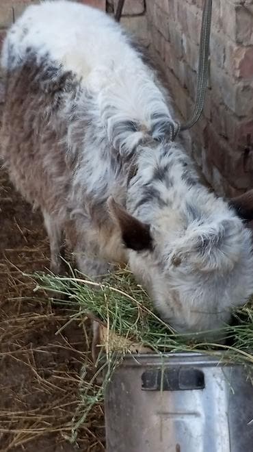 корова с теленкам: Продаю | Музоо, торпок | На откорм | Привязанные — 7