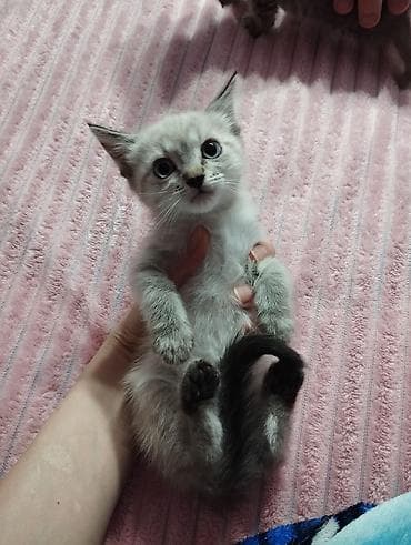 американская кошка: Отдаем котят в добрые руки — 4