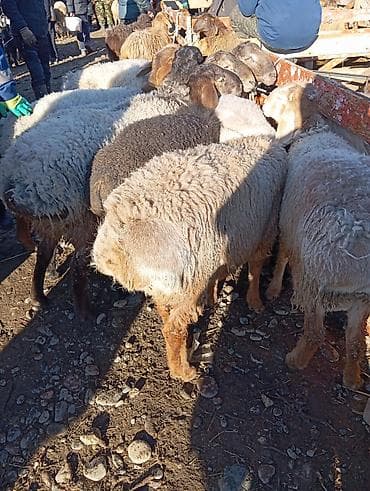 Айыл-чарба жаныбарлары: Сатам | Ургаачы кой (ургаачы) | Көбөйтүү үчүн | Токту — 2