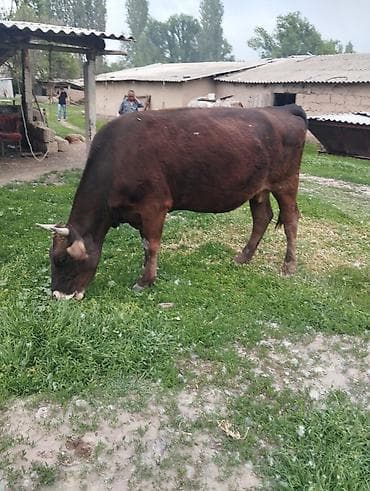 лошадь ахал теке цена: Продаю | Бык (самец) | Для молока | Привязанные — 1