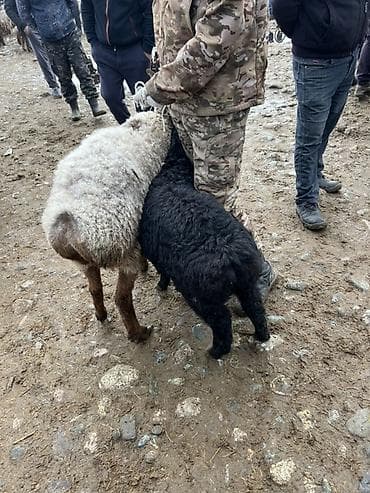 гусиные яйцо: Продаю | Овца (самка), Ягненок | Для разведения — 2
