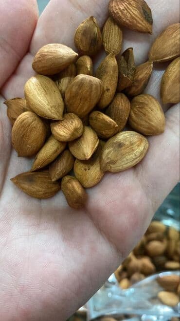 жасалма гулдор: Лейлектин жесең өрүгүн көтөрүлөт көңүлүң, күнүдө 1,2 ден жеп турсаң — 8