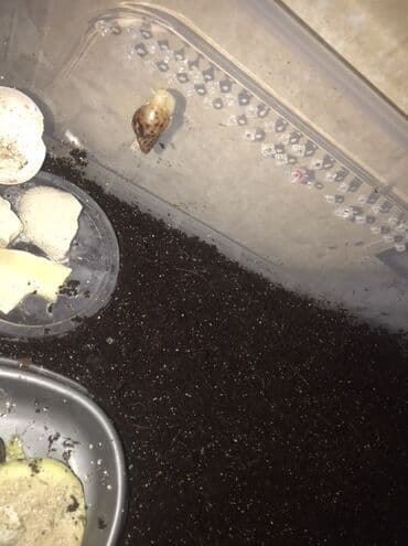 Ветеринар кызматы: Срочно!!! Продаются улитята ахатин ретикулята, альбинос и — 4