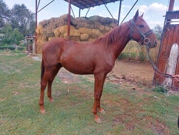 в связи с переездом отдам попугая жако в добрые руки: Продаю | Кобыла (самка) | Конный спорт | Мерин — 4