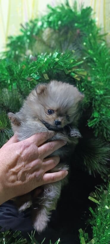 миска для животных: Шпиц, 1 месяц, Самец — 4