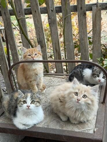 породистые кошки в добрые руки: Котята-домоседы, помёт из 5 малышей: - Пушистый кремовый — — 3