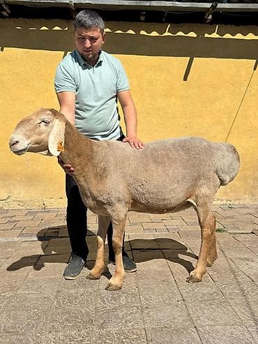 кангал собака: Продаю | Овца (самка) | Арашан | Для разведения | Племенные — 2