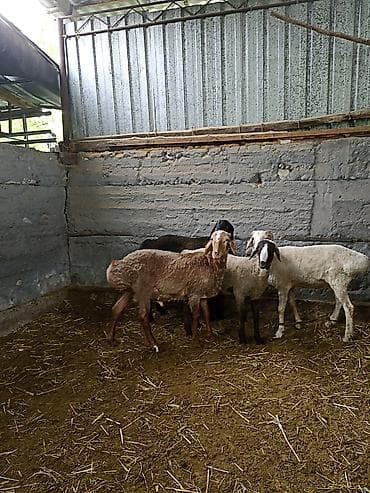 гуси линда: Продаю | Баран (самец) | На забой — 1