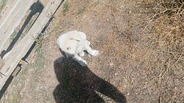 боп ит купить в бишкеке: Щенки метисы Описание: - На фото — два щенка разного окраса: один — 3