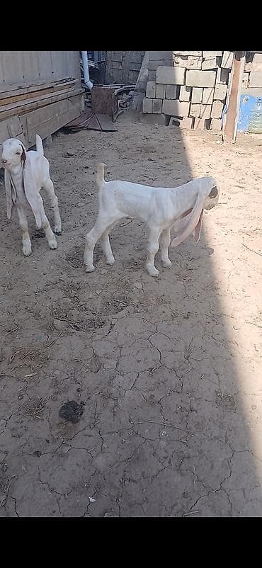 токмок котята: Сатам | Улак | Камори | Көбөйтүү үчүн, Сүт алуу үчүн | Асыл тукумдуу, Жасалма жол менен боозутуу — 6