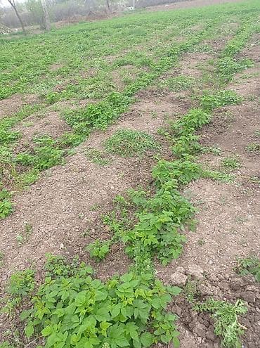 Саженцы малины (отводки с плантации) - Сортовая малина из открытого