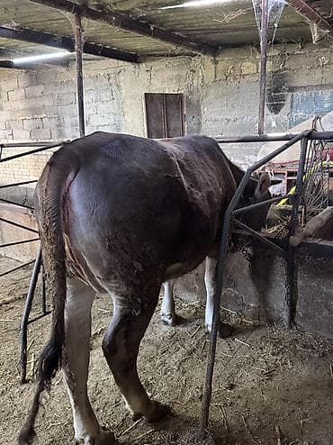 дакан короз шамо: Продаю | Тёлка | Симментальская | Племенные — 8