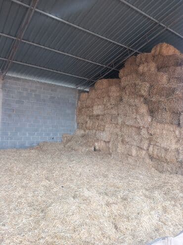 фелуцен для коров цена бишкек: Солома ячмень в тюках .150тюков.Самовывоз.по200сом.сТаш Добо. - — 1