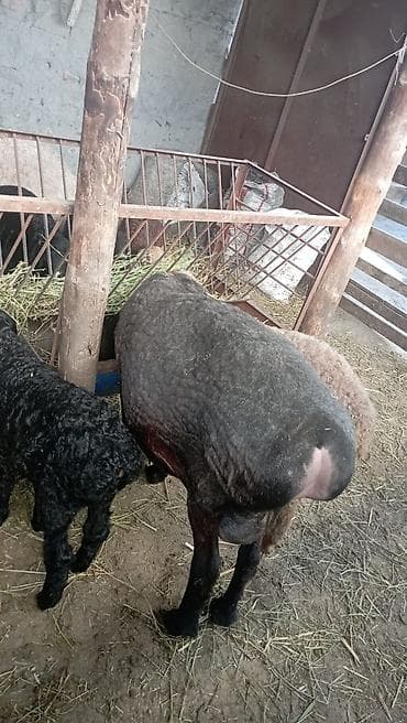 витамины для овец: Продаю | Овца (самка) | Для разведения | Племенные — 2