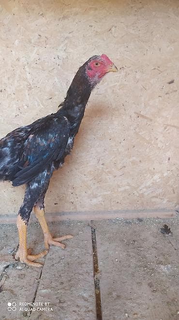 русский спаниель: Продаю | Петух | Бойцовая | Для разведения — 1