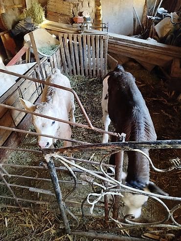 улуу тоо: Сатам | Бука (эркек) | Бордоп семиртүү үчүн — 1