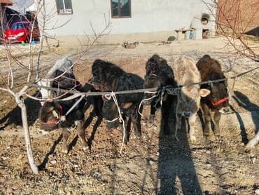 продаю коровы: Продаю | Музоо, торпок | На откорм | Привязанные — 1