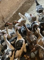 сапсан купить птица: Индоутки 57 голов — 6