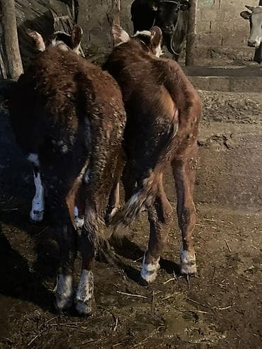 тай полтарашка: Продаю | Бык (самец) | Полукровка | На откорм | Привязанные — 6