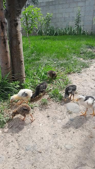 Продаю | Цыплята | Домашняя | Для разведения at lalafo.kg Продаю | Цыплята | Домашняя | Для разведения