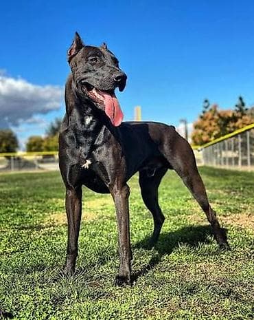 big 6: 4 месяца, Самец — 5