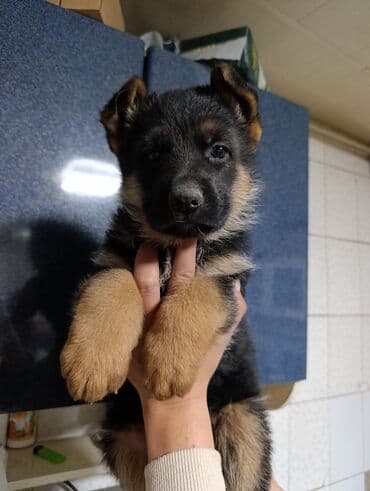 немецкая овчарка сколько стоит: Немецкая овчарка, 2 месяца, Самка, С прививкой, С родословной — 3