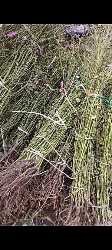 розы саженцы купить бишкек: Саженцы — 2