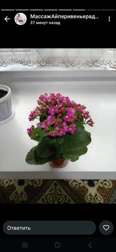 клеим обои: Комнатные растения в горшках - Каланхоэ Blossfeldiana с махровыми — 1