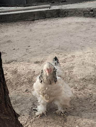 Продаю браму