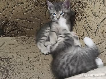 кошки г ош: 3 месяца, Девочка, Приучена к лотку, Проглистована — 2
