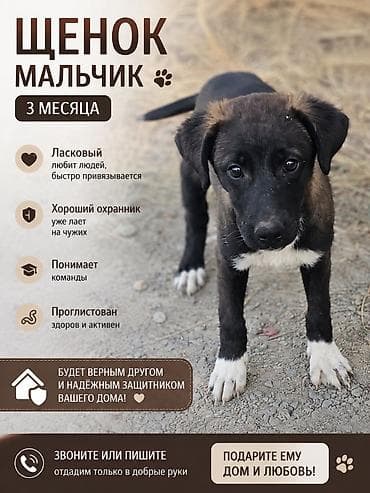 Щенок-метис ищет дом Мальчик3 месяца - Контактный, весёлый и at lalafo.kg Щенок-метис ищет дом Мальчик3 месяца - Контактный, весёлый и