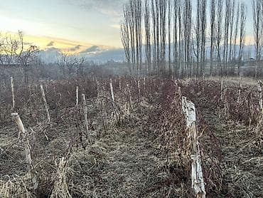 темир издегич: (Ежа малина) Саженцы малины (плодоносящие кусты с маточника) - — 2