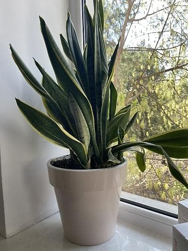 сансевиерия: Сансевиерия (сансевьера, «щучий хвост») в декоративном горшке — 2