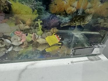 кунажын бишкек: Продаю аквариум не большой 15 литров с двумя черепашками они маленькие — 3