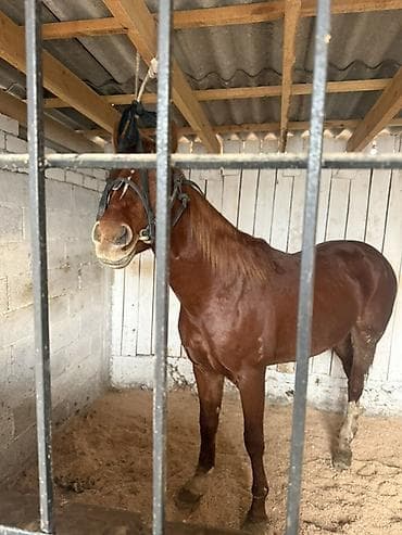 Продаю | Жеребец | Полукровка | Рабочий