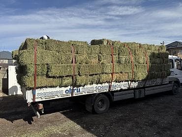гигант касап: Мерс Атего Гигант такси Бишкек Чуй Ыссык-Кол жук жеткиребиз Длина — 5