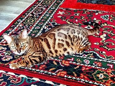 жаны асый: Бенгал, 3 жаш, Ургаачы, Алтын шиншилла, Лотокко барууга үйрөтүлгөн — 5