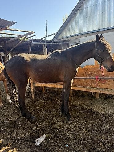 сколько стоит хомяк: Продаю | Кобыла (самка) | Дончак, Арабская | Рабочий — 2