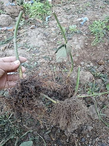 Саженцы ежевики с открытой корневой системой. - Мощная разветвленная