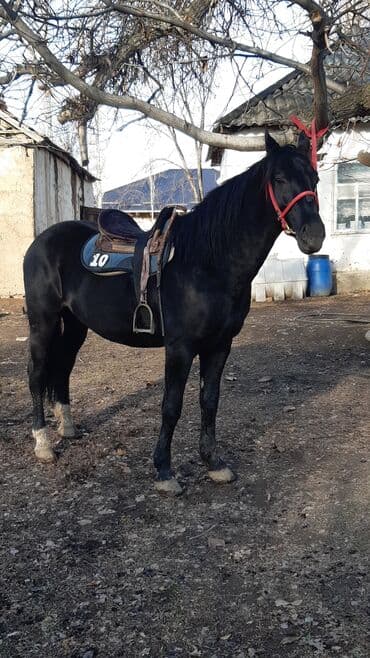 Продаю | Конь (самец) | Конный спорт at lalafo.kg Продаю | Конь (самец) | Конный спорт