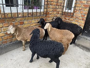 Үй жаныбарлары: Сатам | Козу | Союуга — 5