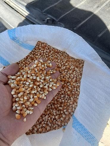 зерно кукурузы: Кукуруза (зерно) в мешках попкорм - Зерно желтых сортов, однородная — 2