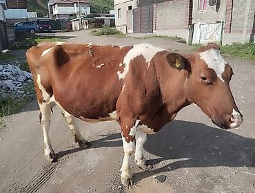 С/х животные и товары: Продаю | Корова (самка) | Для молока | После отела — 3