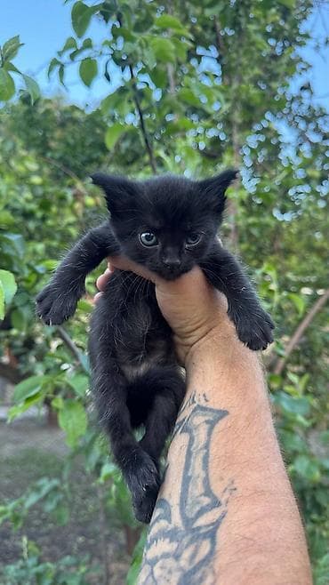 черные котята купить: Черные котята ищут дом 🖤 2 мальчика и 1 девочка. Очень ласковые — 2
