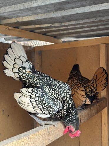 цыплята редбро: Продаю | Куры, Петух — 2