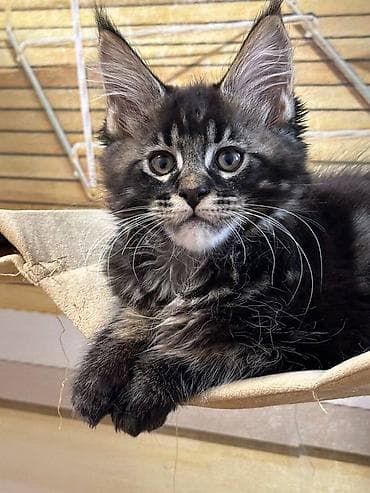 Котёнок мейн-кун (окрас чёрный мрамор на серебре/дымчатый). Породные