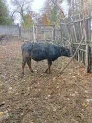 Продаю | Бык (самец) | На откорм at lalafo.kg Продаю | Бык (самец) | На откорм