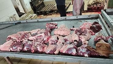 ягненок цена: Баранина и субпродукты. Забой и разделка на мясокомбинате — 2