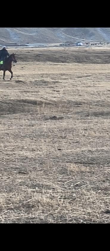 Индюки: Продаю | Кобыла (самка) | Полукровка | Конный спорт — 8